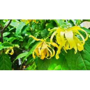 Ylang Ylang Floral Water