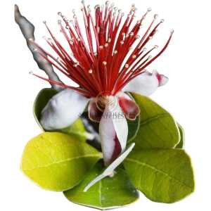 10 PINEAPPLE GUAVA Fruit Acca Guavasteen Brazilian or Fig Guava Feijoa Sellowiana Pink Red Flower Tree Shrub Seeds