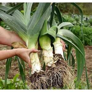 Autumn Giant Leek Onion - 300 Seeds