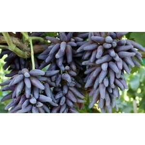 Cotton Candy - Heirloom Rare Deep Black Purple Finger Grape Seeds - Vitus Vinifera - Sweet Fruit