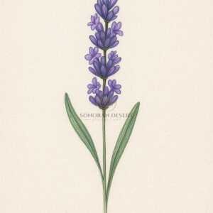 Lavender Bulgarian Essential Oil - Organic