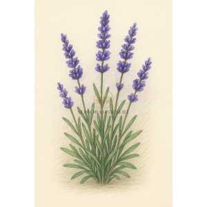 Lavender Population Essential Oil