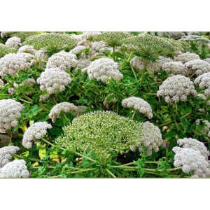 10 Madeira GIANT BLACK PARSLEY Parsnip Palm Melanoselinum Decipiens Flower Seeds