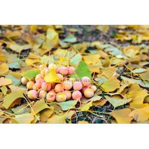 10 GINKGO BILOBA Maidenhair Tree Yellow Fall Orange "Fruit" Herb Seeds
